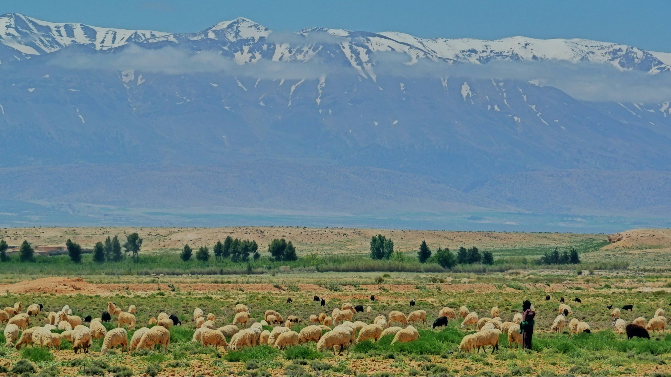 Sheep in a green plain in front of the snowy Atlas Mountains of Morocco